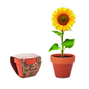 SUNFLOWER - Lemn